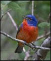 _B211128 painted bunting